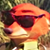 Nick Wilde - Icon