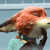 Nick Wilde (Deleted Scene) - Icon by Simmeh