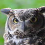 Great Horned Owl