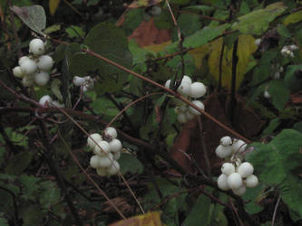 White berries