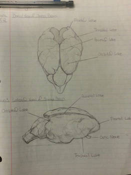 Sheep Brains