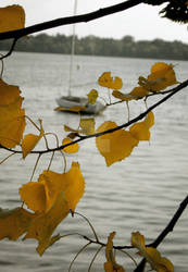 Through the Leaves...