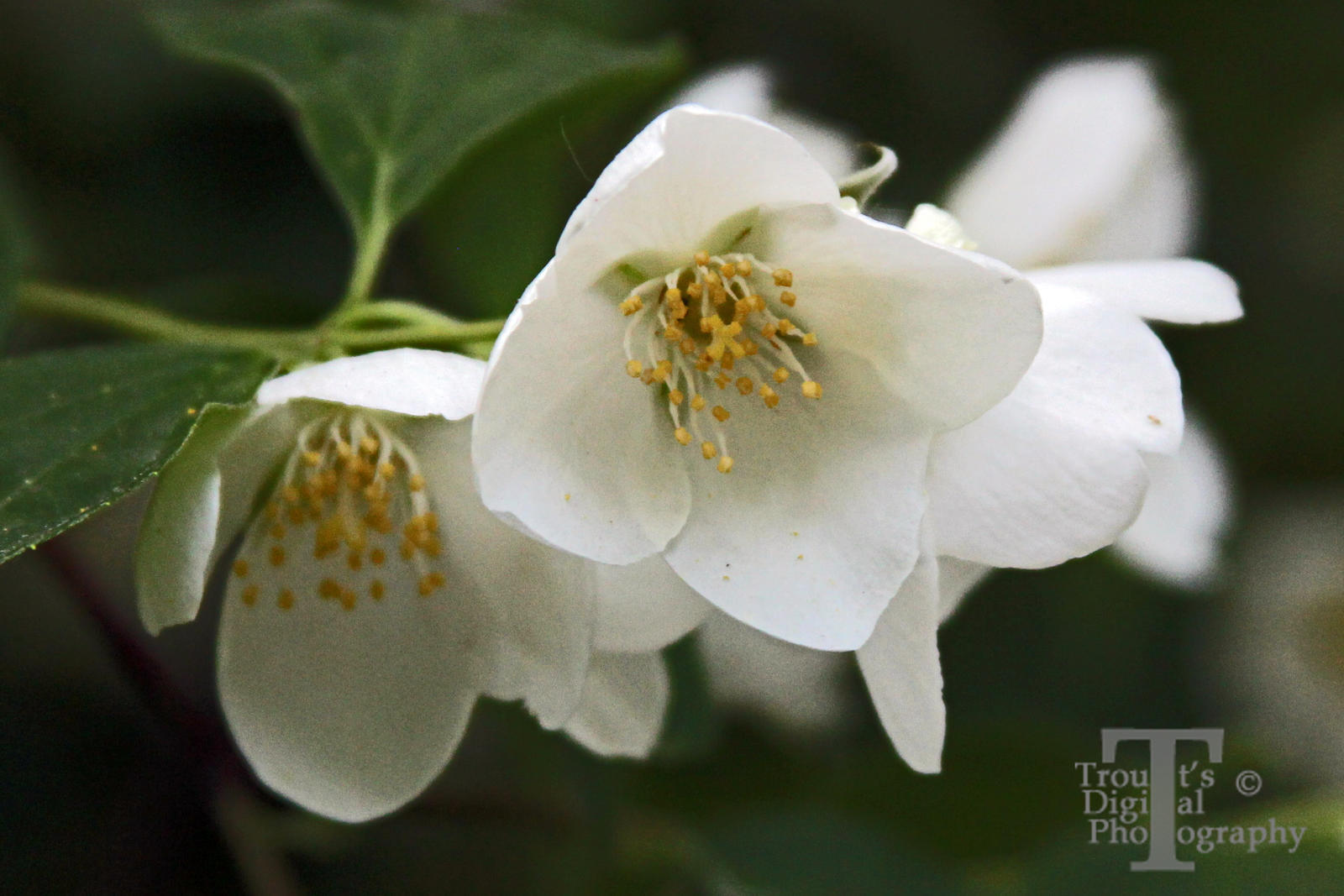 White Flower