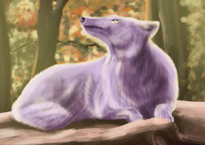 The purple wolf