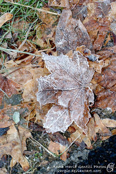 Frozen Autumn 23