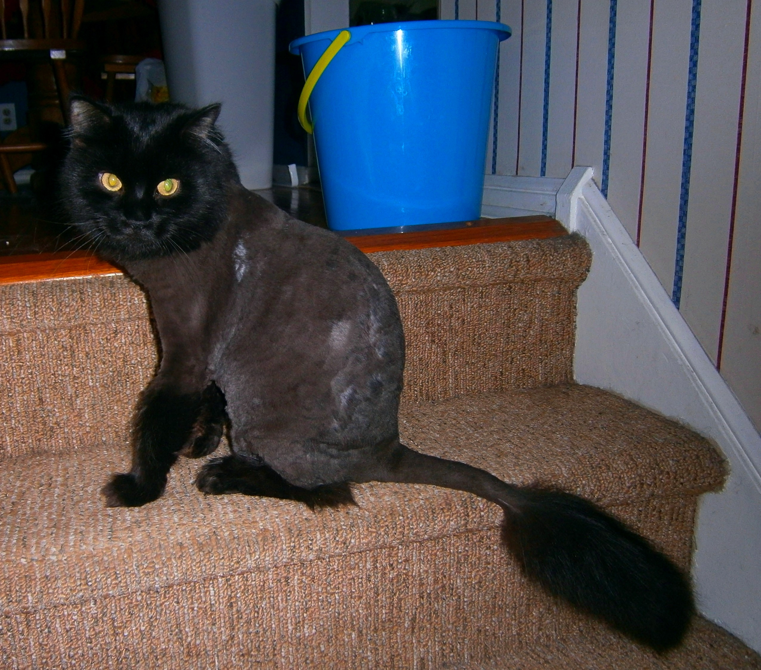 shaved kittah