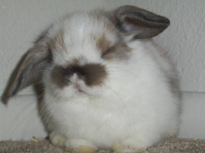 mini lop baby