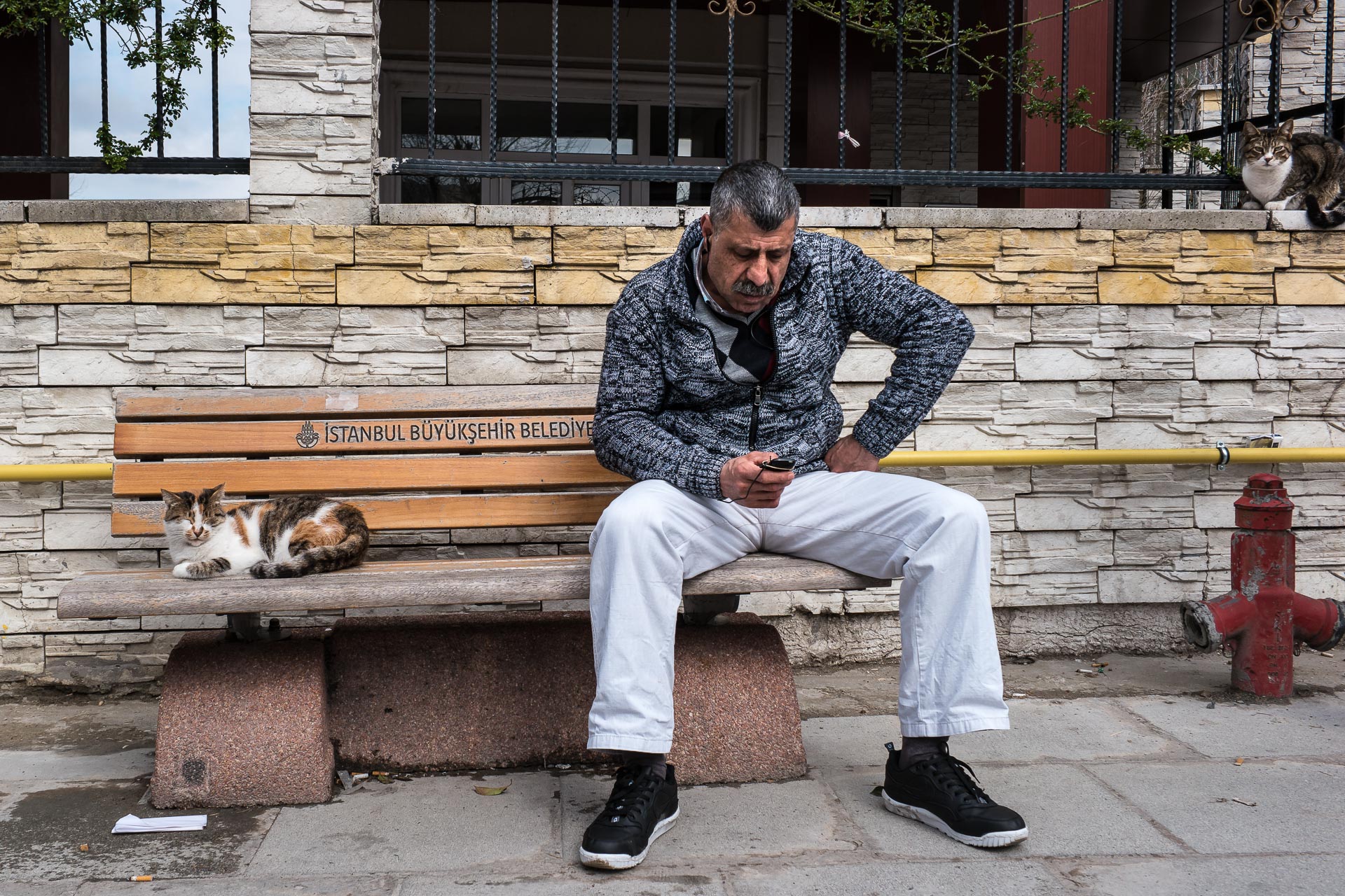 A Man and Two Cats