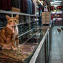 A Shop for Cats