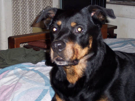 Sasha, 2000-2008