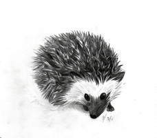 Hedgie....