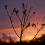 Silhouetted Sunset