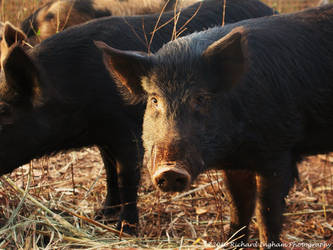 Sunset Pig