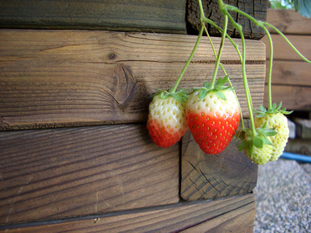 Unripe strawberries 2