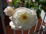 White rose close-up by Svenooo