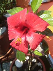 Hibiscus