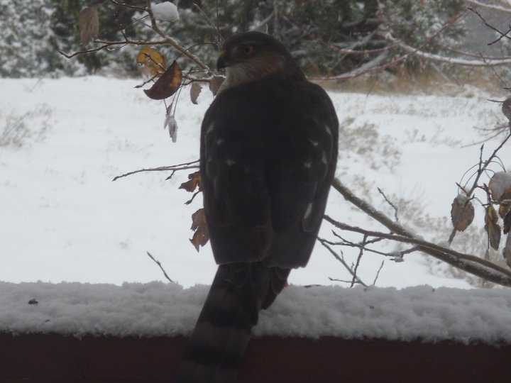 Sharp-Shinned Hawk