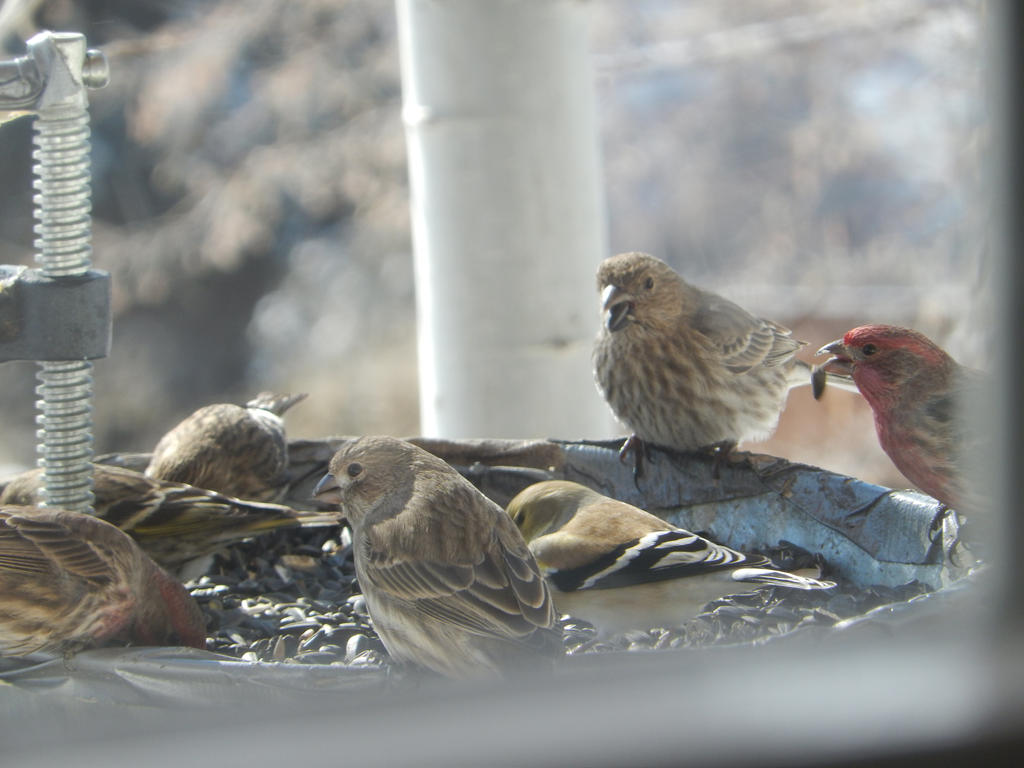 Seed Birds