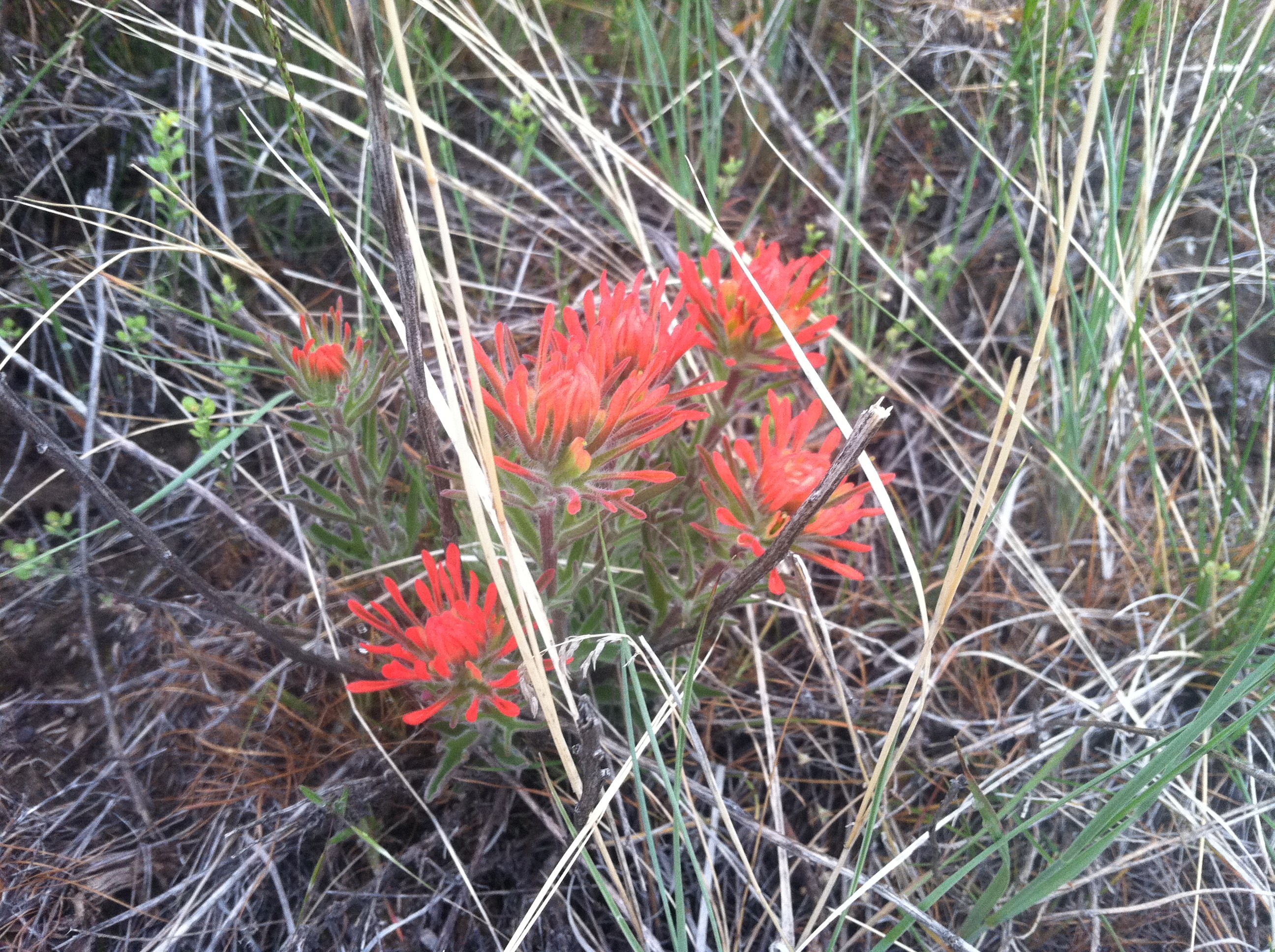 Red Paintbrush