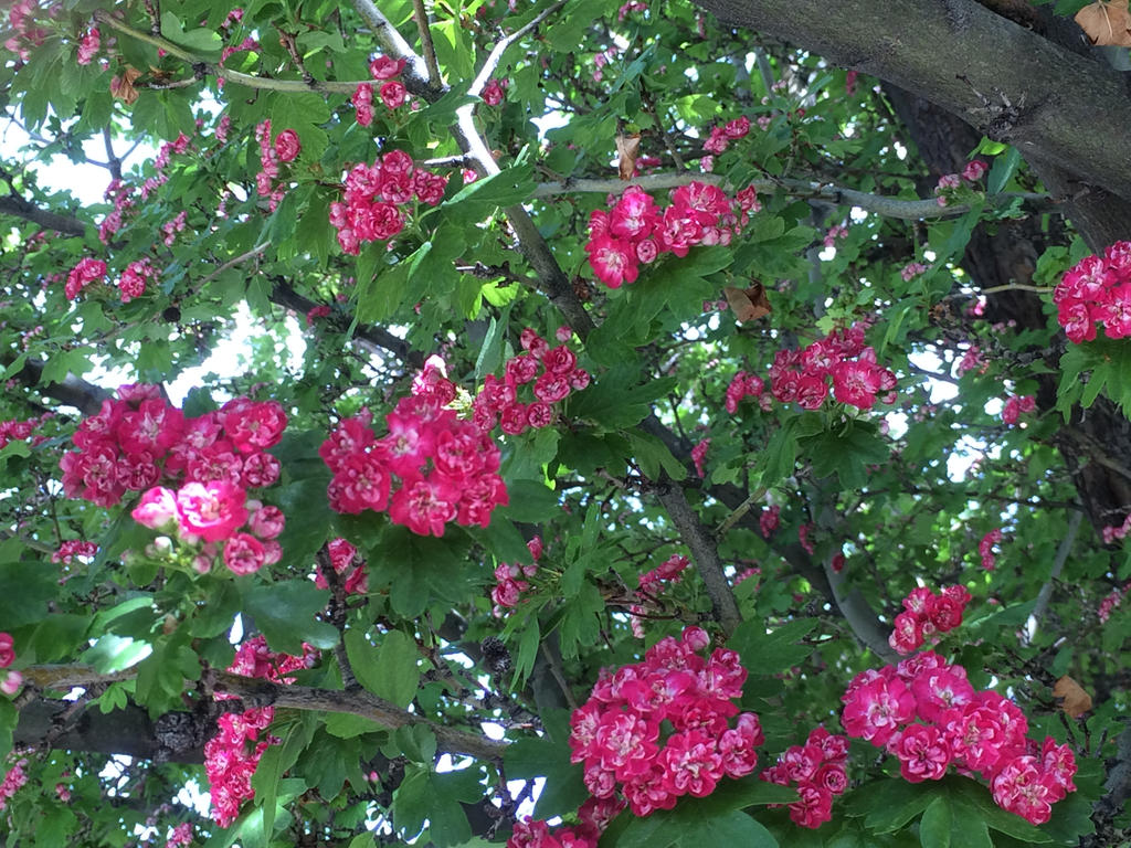 Blossoming Tree