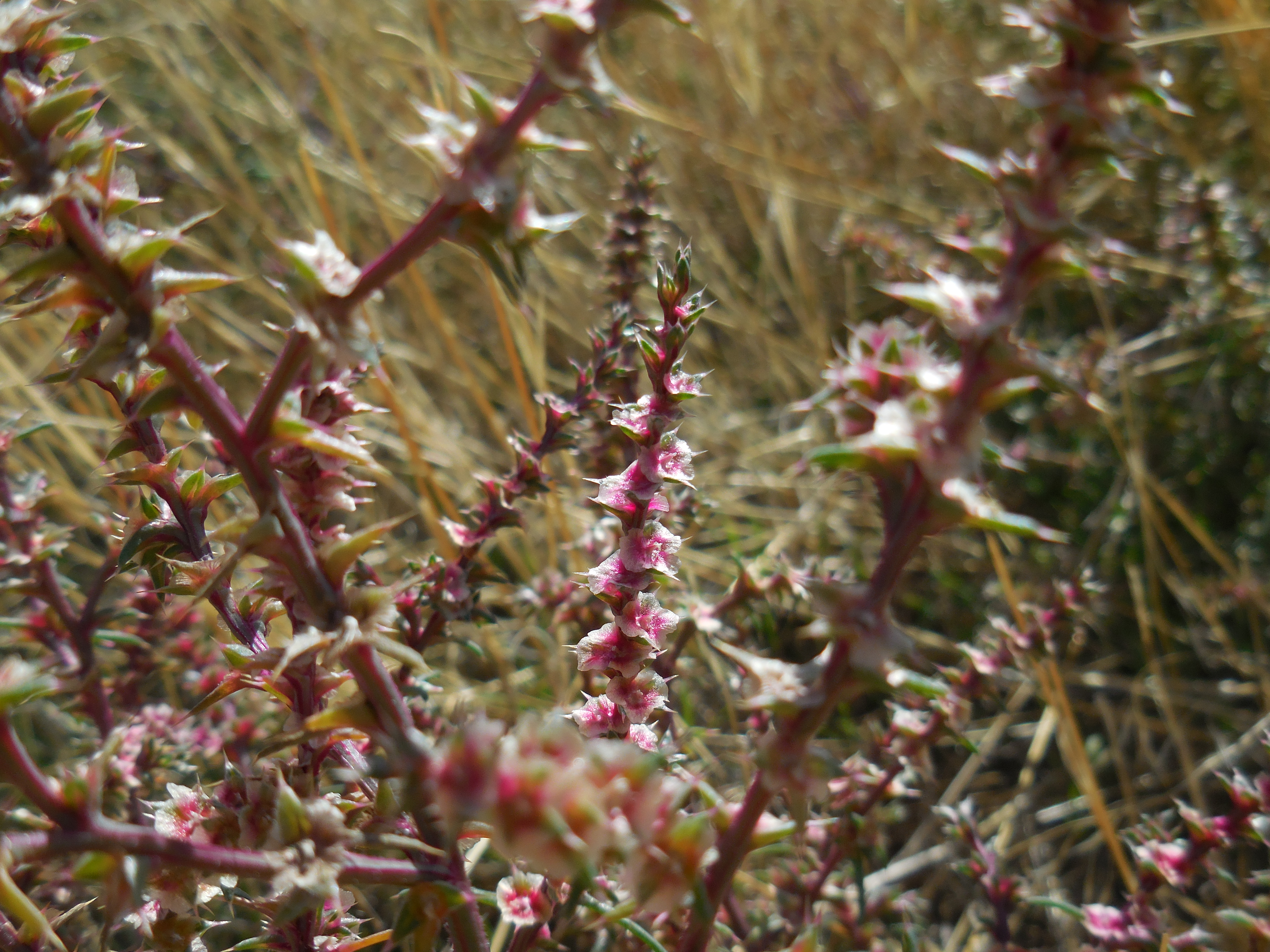 Flowers Framing