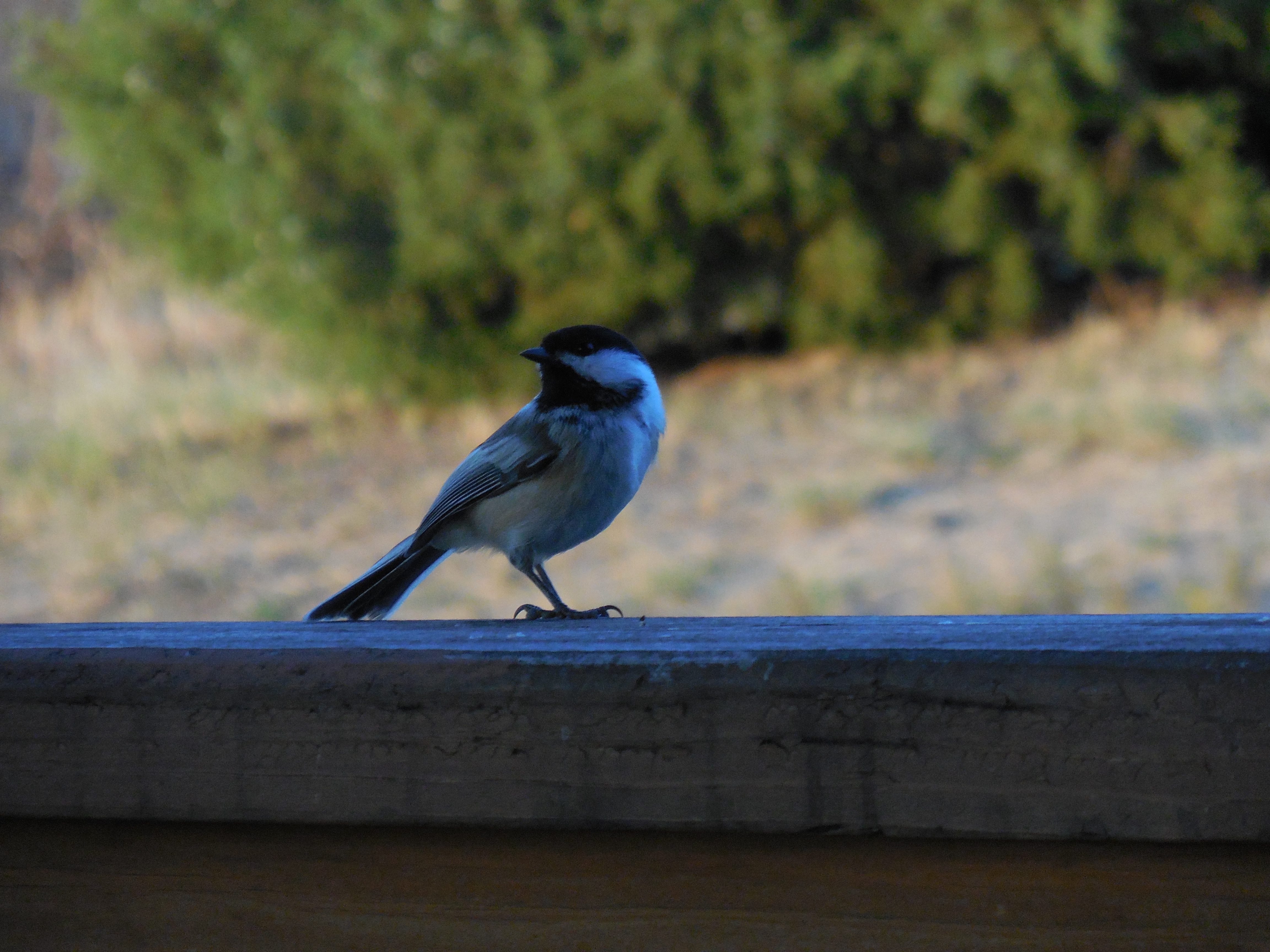 Autumn Black-Capped Chickadee