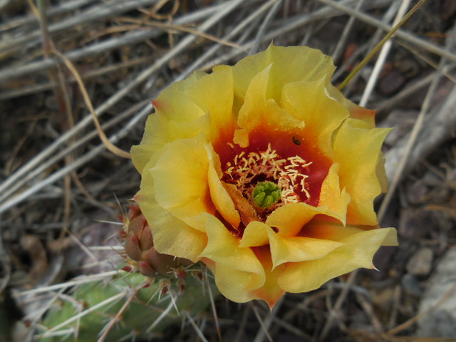 Cactus Blossom