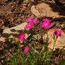 Rock Flowers