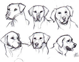 Labrador Retriever head sketches part1