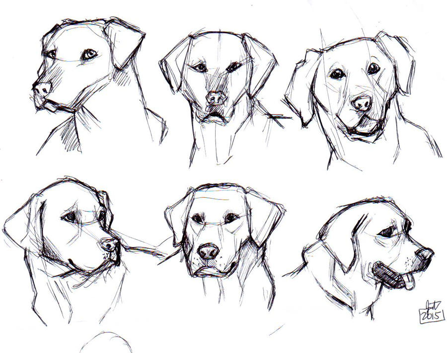 Lab Head Drawing Labrador Retriever head sketches part1 by jmamante02 on DeviantArt