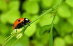 Ladybug by Trollabunden