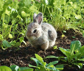 Felted Rabbit