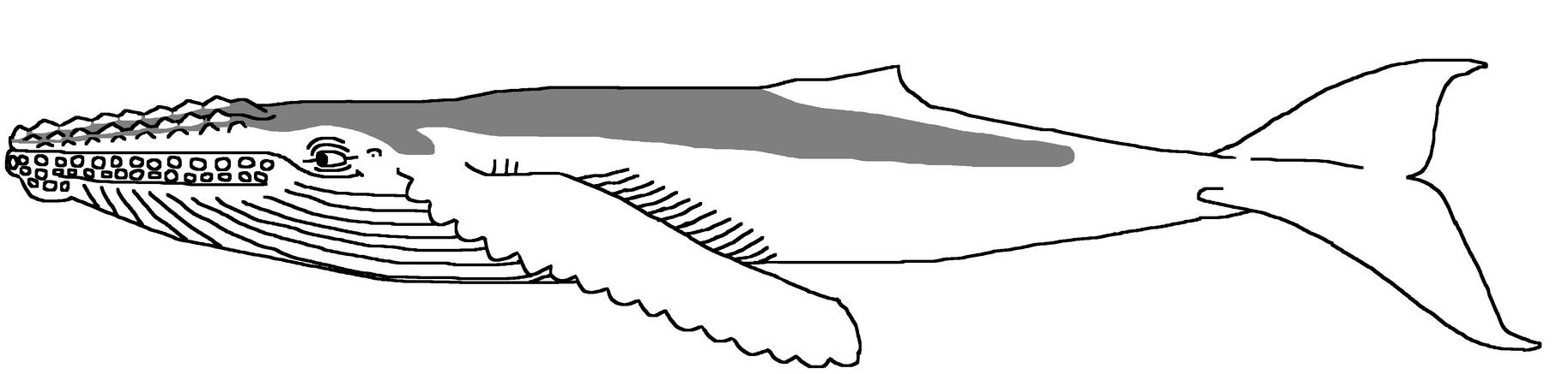 Humpback Whale By ChristopherBland On DeviantArt