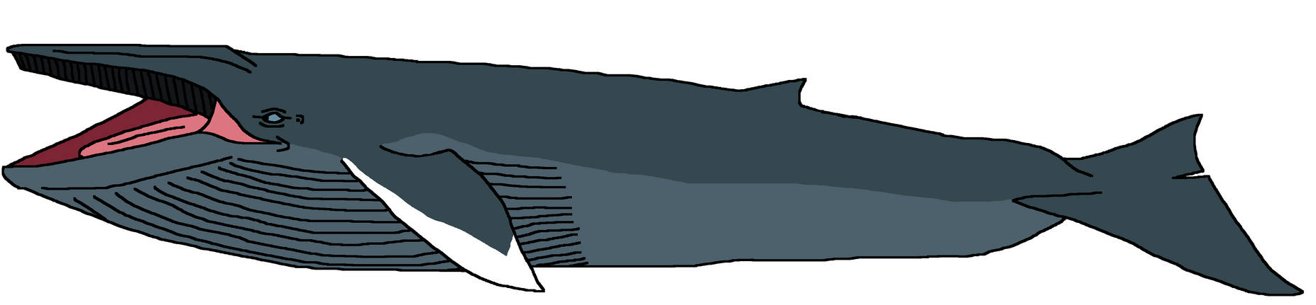 Bloop Deviantart Bloop Whale by ChristopherBland on DeviantArt