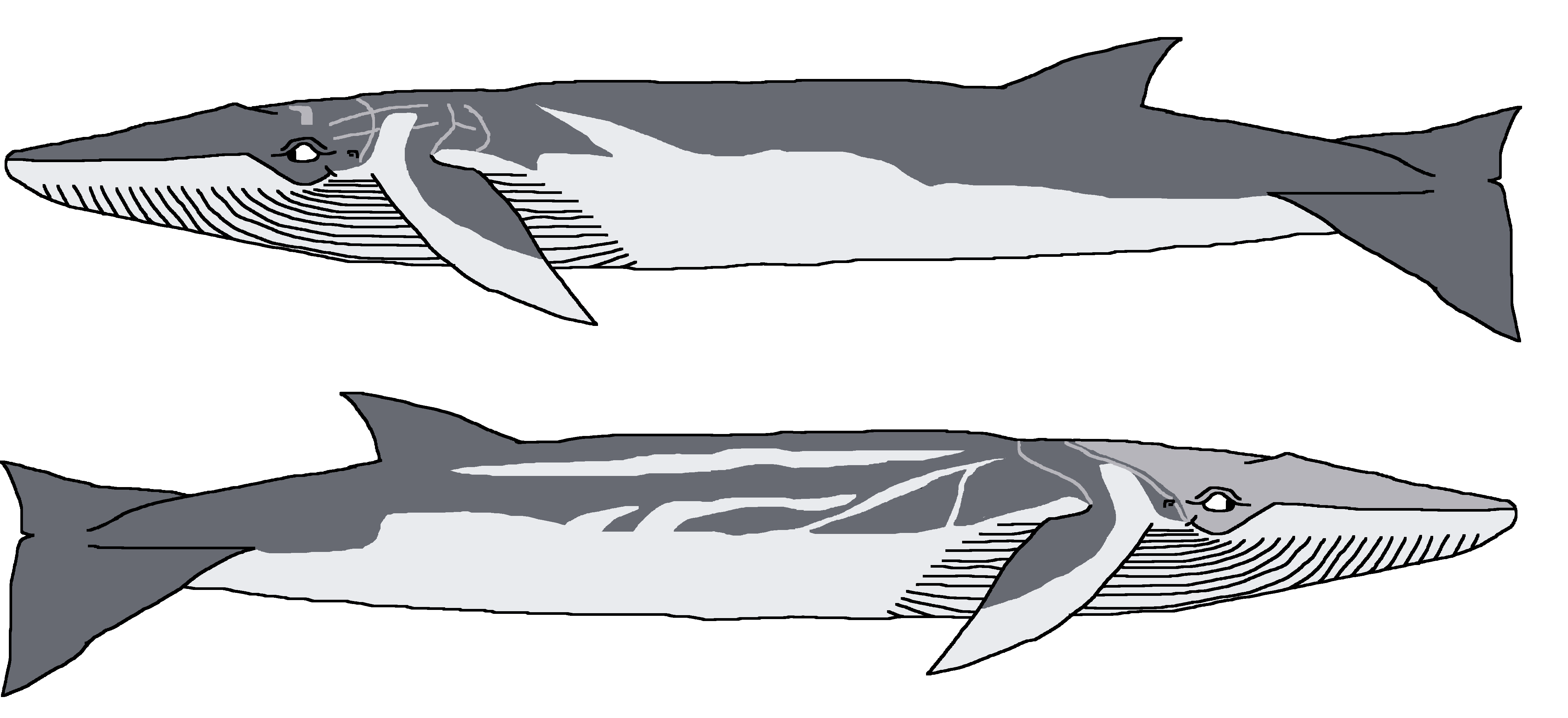 Southern Fin Whale by ChristopherBland on DeviantArt