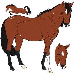 WarmbloodS_00001