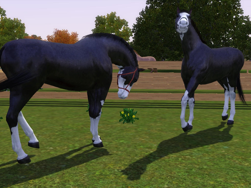 Horse sim