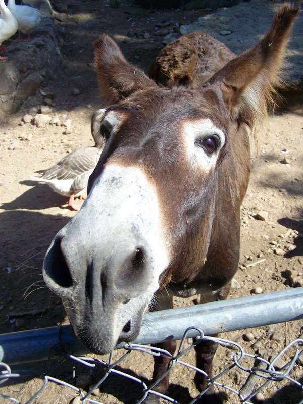 Donkey