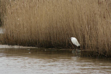 Hunched Egret