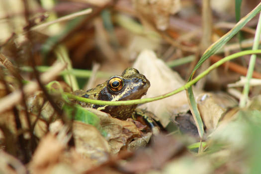 Garden Frog 2
