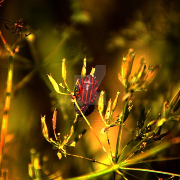 ladybug / cockroach by KnightHylian on DeviantArt