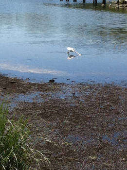 Egret catching fish