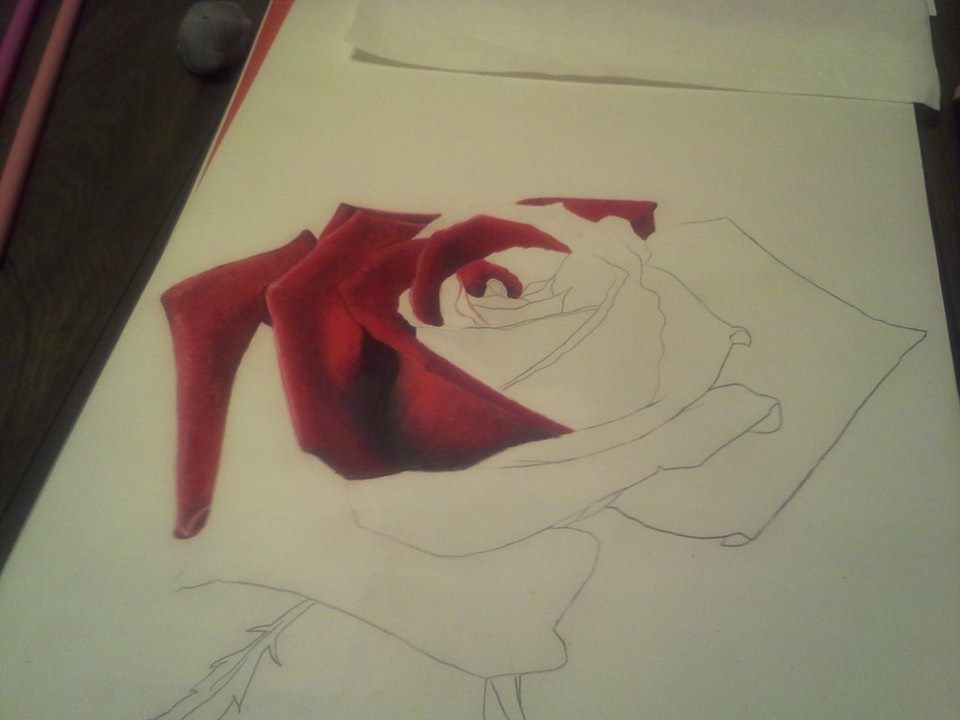 Colored Pencil Rose - One