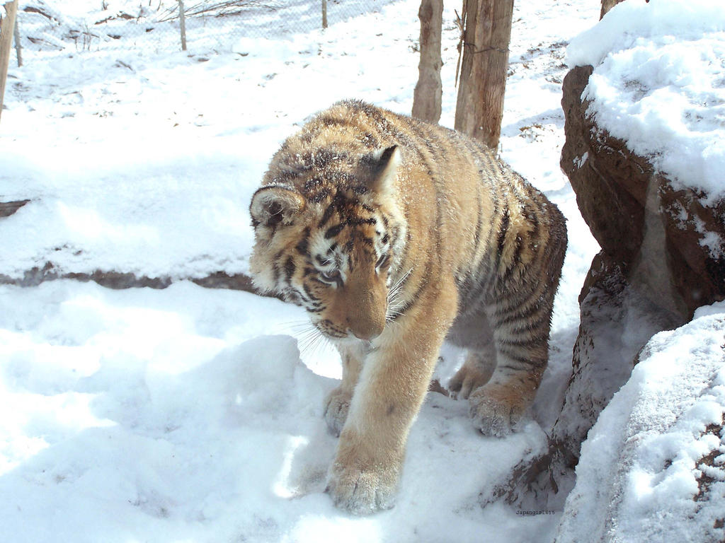 Amur Cub