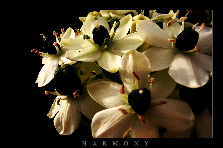 Harmony..