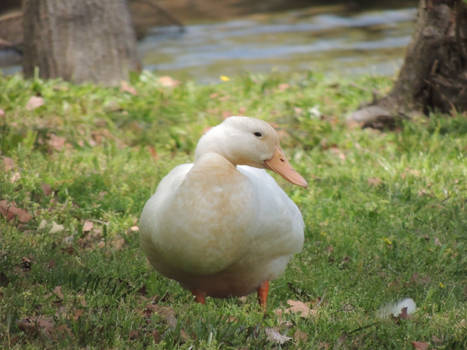 Lucky Ducky