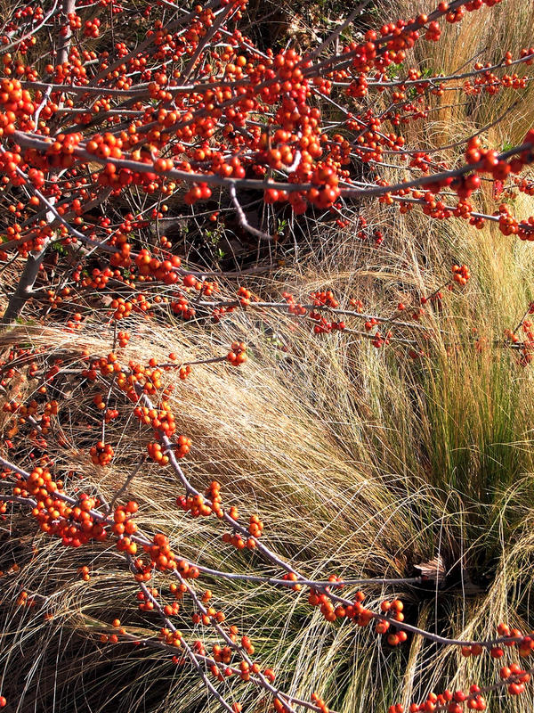 Berries and Wheat