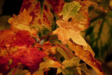 Orange Leaves