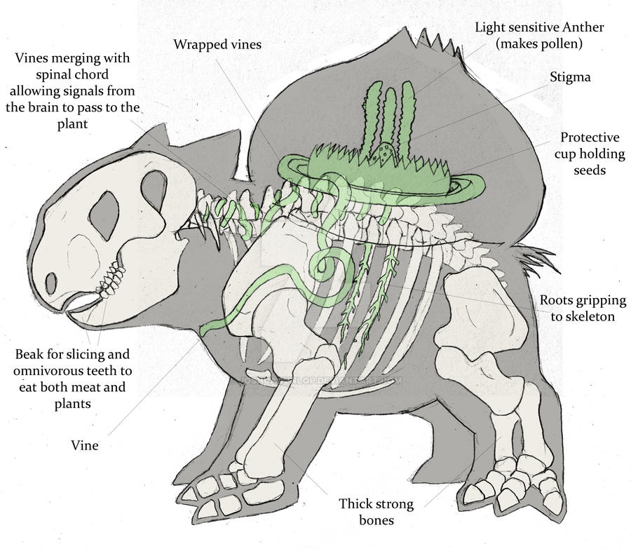 Bulbasaur- Anatomical study