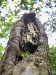 Climbing the Bark